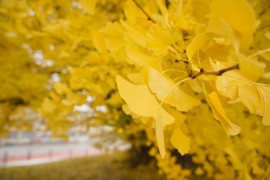 5 Ginkgo Tree Spots To Visit In Fukushima This Autumn