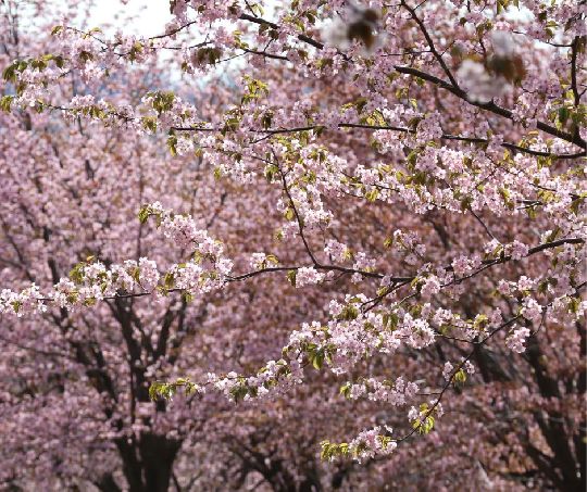 2023 Cherry Blossom Full Bloom Forecast & Spots in Fukushima