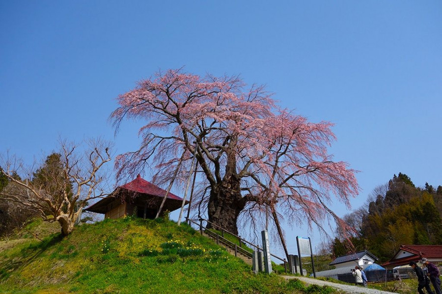 Ageishi no Fudozakura (Fudo Cherry Blossoms of Ageishi)