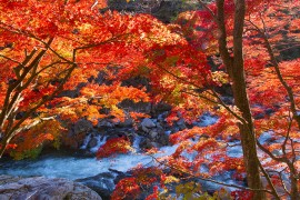 Top 10 Places to See Autumn Leaves in Fukushima