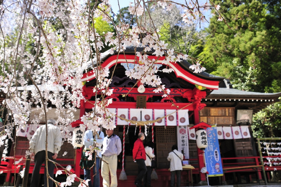 Ogawasuwa Shrine's Weeping Cherry Blossom