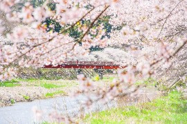 Hanami: Picnic Under the Sakura