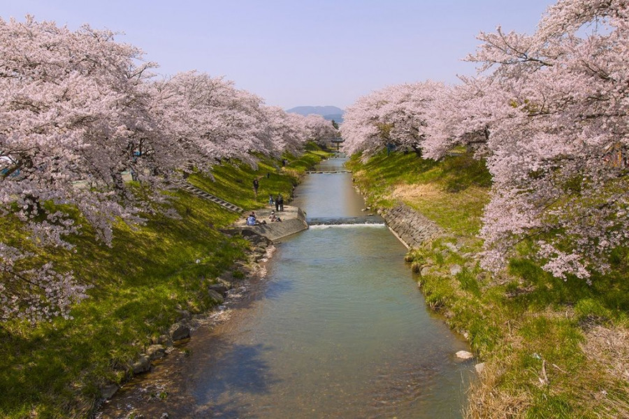 Fujita River Fureai-Zakura Cherry Blossom