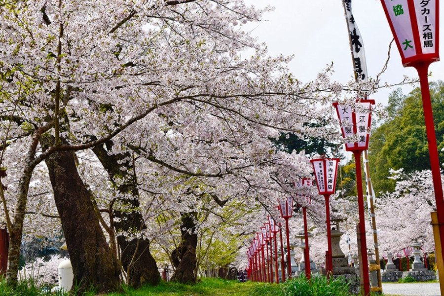 Cherry Blossoms in Baryo Park