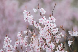 Hanamiyama in Full Bloom