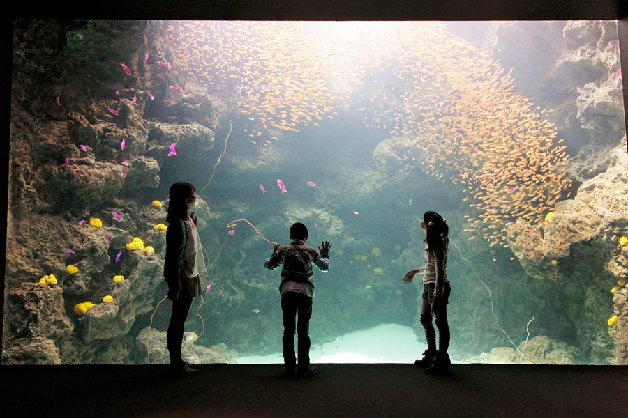 Fun Hanami and Aquarium Day Trip With Kids in Iwaki City