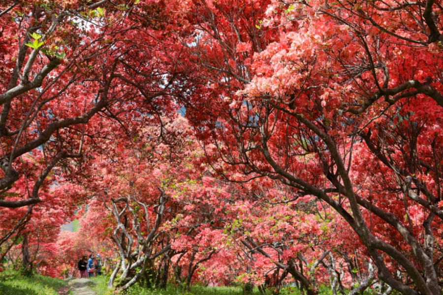 Furoyama Park Yama-tsutsuji (Mountain Rhododendron)