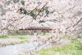 Fukushima's Top Cherry Blossom Spots