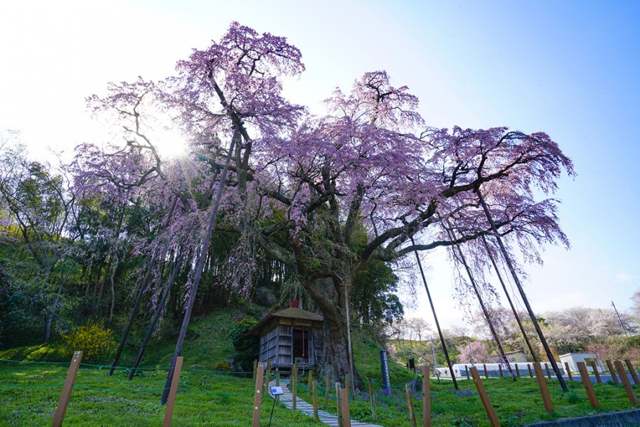 아게이시의 부동(不動) 벚나무